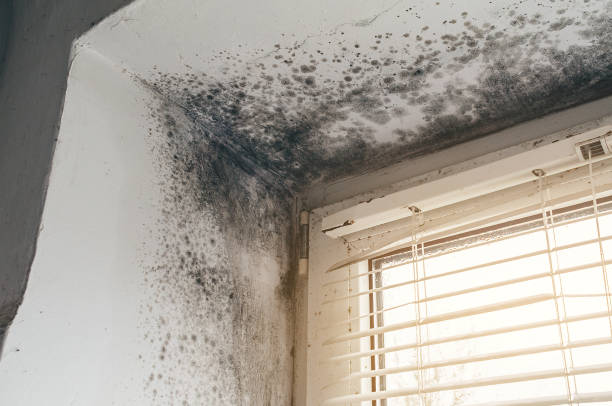 Trusted Black Mold Removal service in Paxinos, PA - Cheap Mold Removal